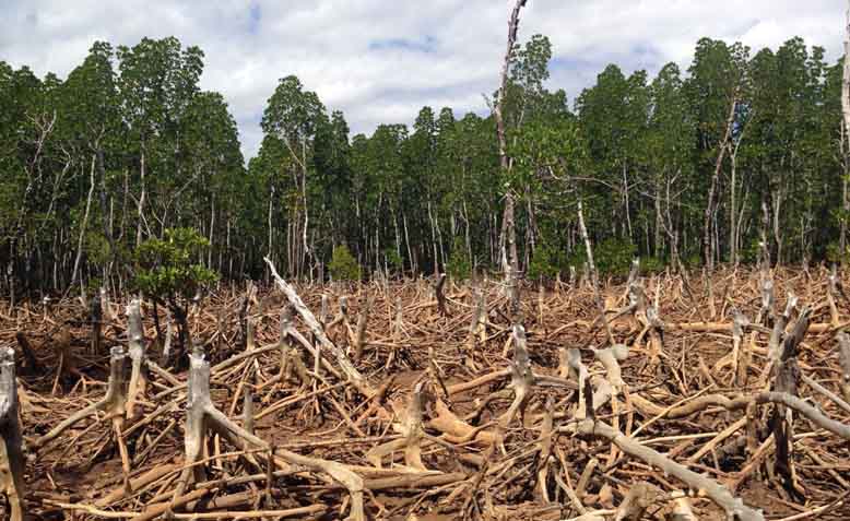 Deforestation in Madagascar. Photo: Wikipedia