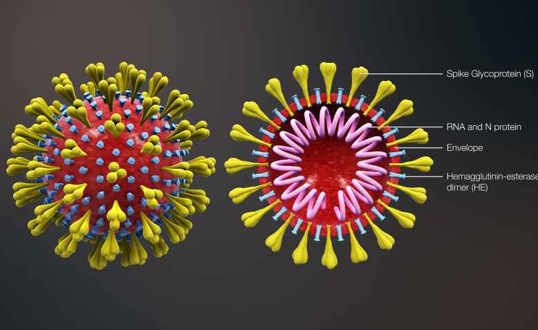 Coronavirus. Photo: wikimedia commons