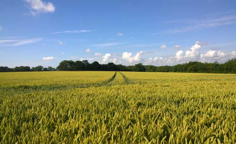 Crops ready for harvest, Kent. Photo: Public Domain