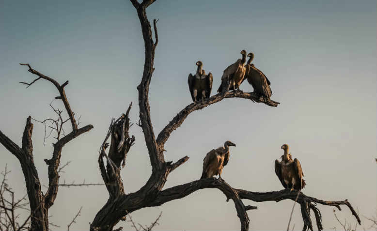 Vultures at sunset. Photo: Pixabay/ Free-Photos