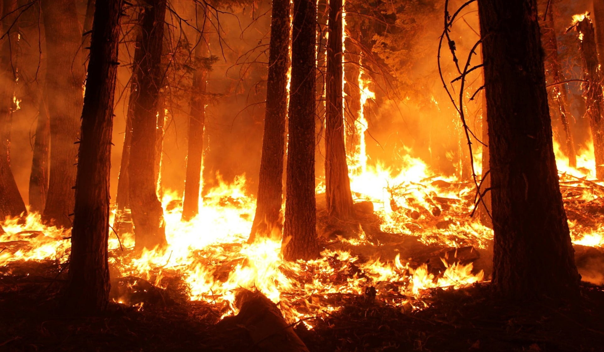 A stock photo of forest fire.