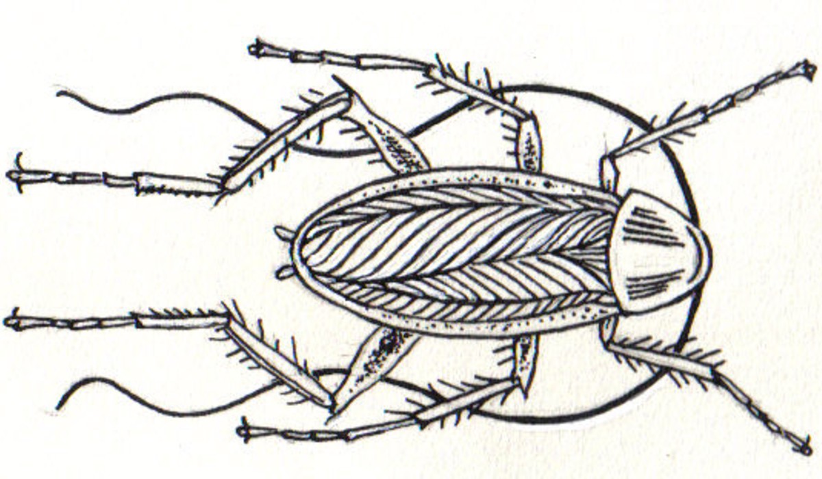A Drawing of a Cockroach