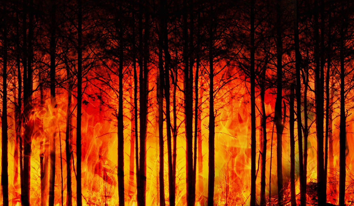 Forest fire. Image: Pixabay/Gerd Altmann